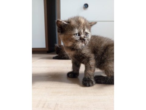 British shorthair bebekler