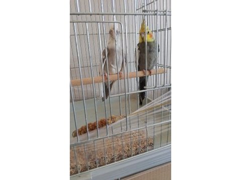 1 dişi 1 erkek 1 yaşında sultan papağanlar