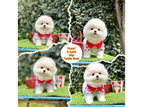 Ayıcık suratlı pomeranian boo yavrum