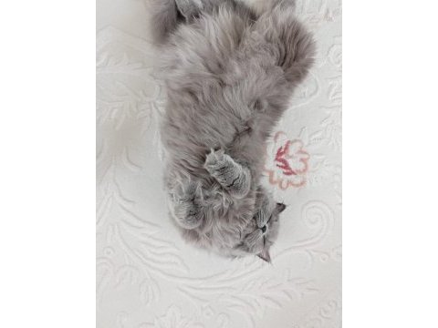 British longhair kedimiz lunaya bir damat arıyoruz