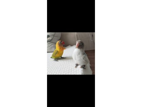 El besleme 8 aylık cennet papağanı