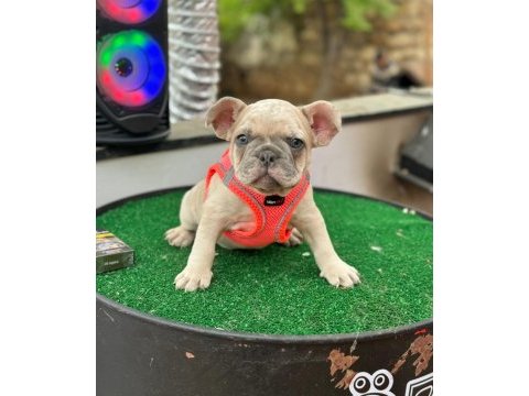 Anatomi güzeli erkek french bulldog yavrumuz