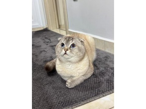 Scottish fold oğluma eş arıyorum