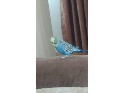 2 adet muhabbet kuşu kafes ve diğer malzemeleriyle