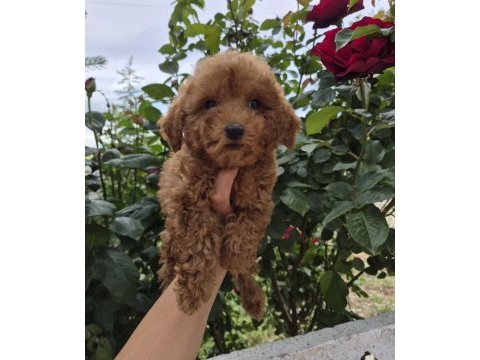 Toypoodle yavrularımız 
