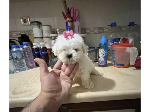 Sıfır numara kore maltese dişi