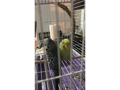 Show jumbo muhabbet kuşu