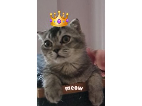 Scottish fold black tabby