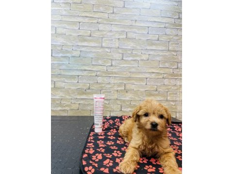 Orjinal mini boy maltipoo yavrular