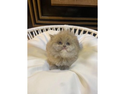 2 aylık lilac top kafa british longhair