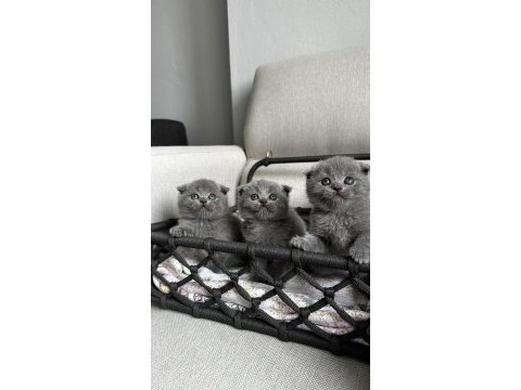 3 adet gri scottish fold yavrular