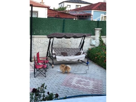 Eşleşme tecrübeli erkek pomeranian