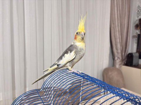 Sultan papağanı erkek