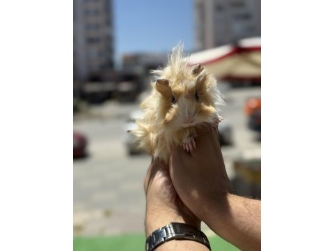 Malzeme karşılığı ginepig 3 aylık kacırılmayacak renk