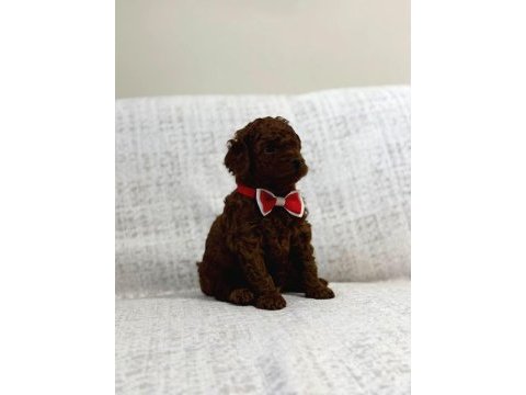 Toy poodle yavrularımız