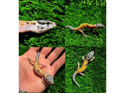 Leopard geckolar