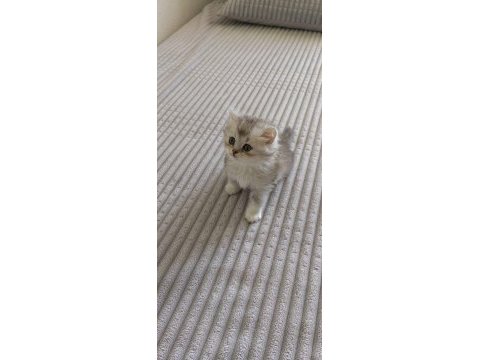 Dişi ve erkek british shorthair yavrularımız
