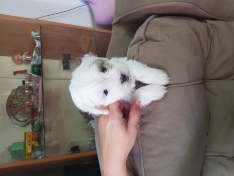 55 günlük orjinal maltese terrier yavrular