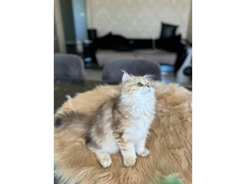 British longhair golden
