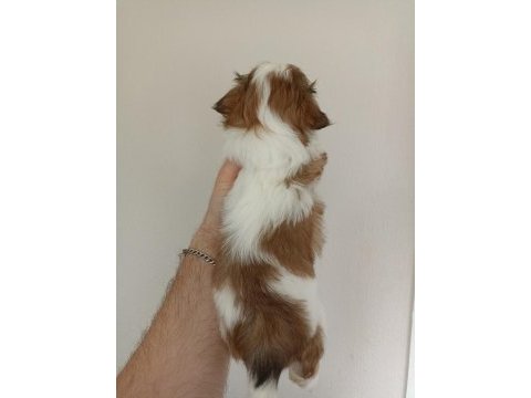 Shih-tzu yavrularımız