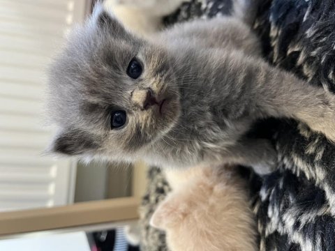 Minik yavrular