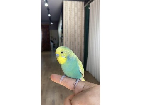 Konuşan muhabbet kuşu elden koldan inmez