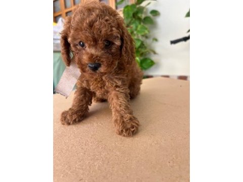 Ruhsatlı köpek çiftliğinden toypoodle yavrularımız 
