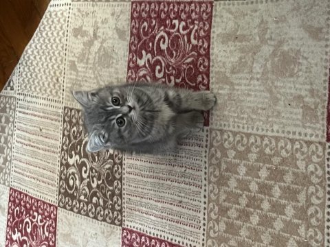 Brıtısh tabby dişi yavru kızımız