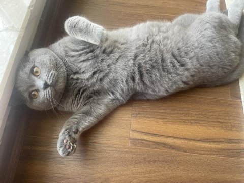 British shorthair yavrumuz sahiplendirilecektir