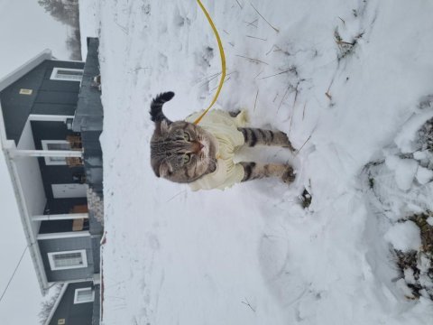 Scottish fold erkek kedi tüm eşyaları ile birlikte