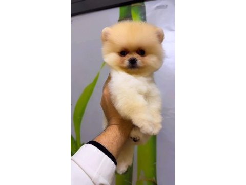 En seçkin pomeranian boo yavrularımıza yuva arıyoruz