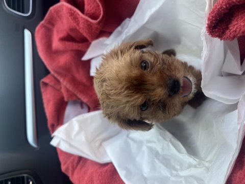 50 günlük erkek teacup maltipoo