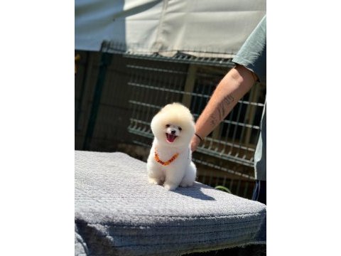 Sevimli pomeranian boo yavrular