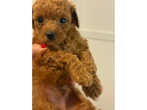 Ev ortamında büyüyen poodle bebekler