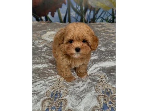 Toy poodle kalitesinde maltipoo yavruları 