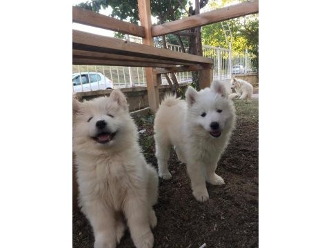 Samoyed yavrularımız ırk garantilidir