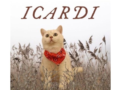 2 aylık british shorthair yavrular
