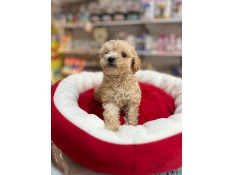 Efsane güzellikte hipoalerjenik teacup maltipoo