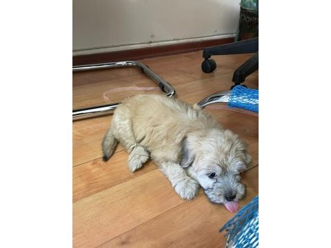 Maltese terrier yavru 55 günlük