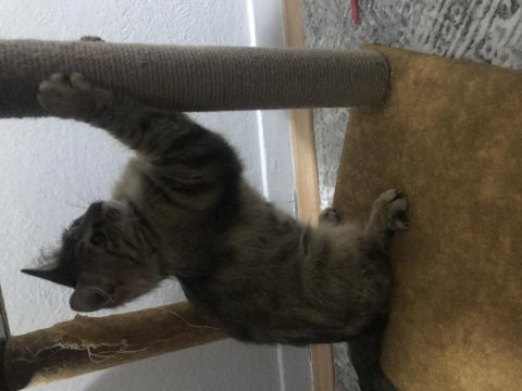 Kısırlaştırılmış dişi tekir kedisi açıklamayı okuyun