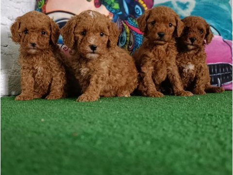 Toy poodle yavrularımız