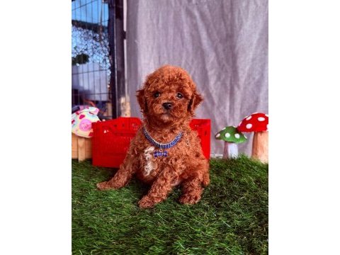 Safkan toy poodle bebekler