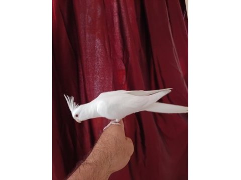 4 aylık erkek yavru sultan papağanı