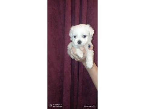 Badem şekerleri maltese köpekler