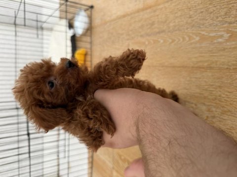 Kore toy poodle red brown