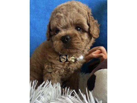 Apricot toy poodle yavrumuz