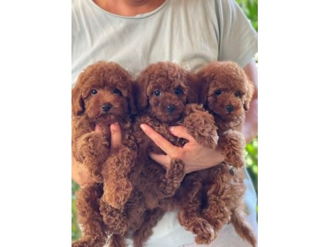 Kilogram garantili rusya girişli toy poodle bebeklerimiz