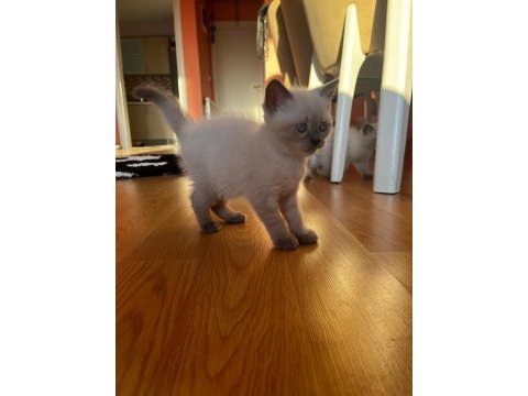 Scottish fold british shorthair blue point