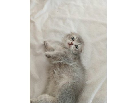 Scottish fold dişi bebeklerimiz