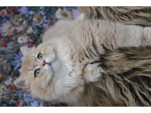 9 aylık british longhair erkek